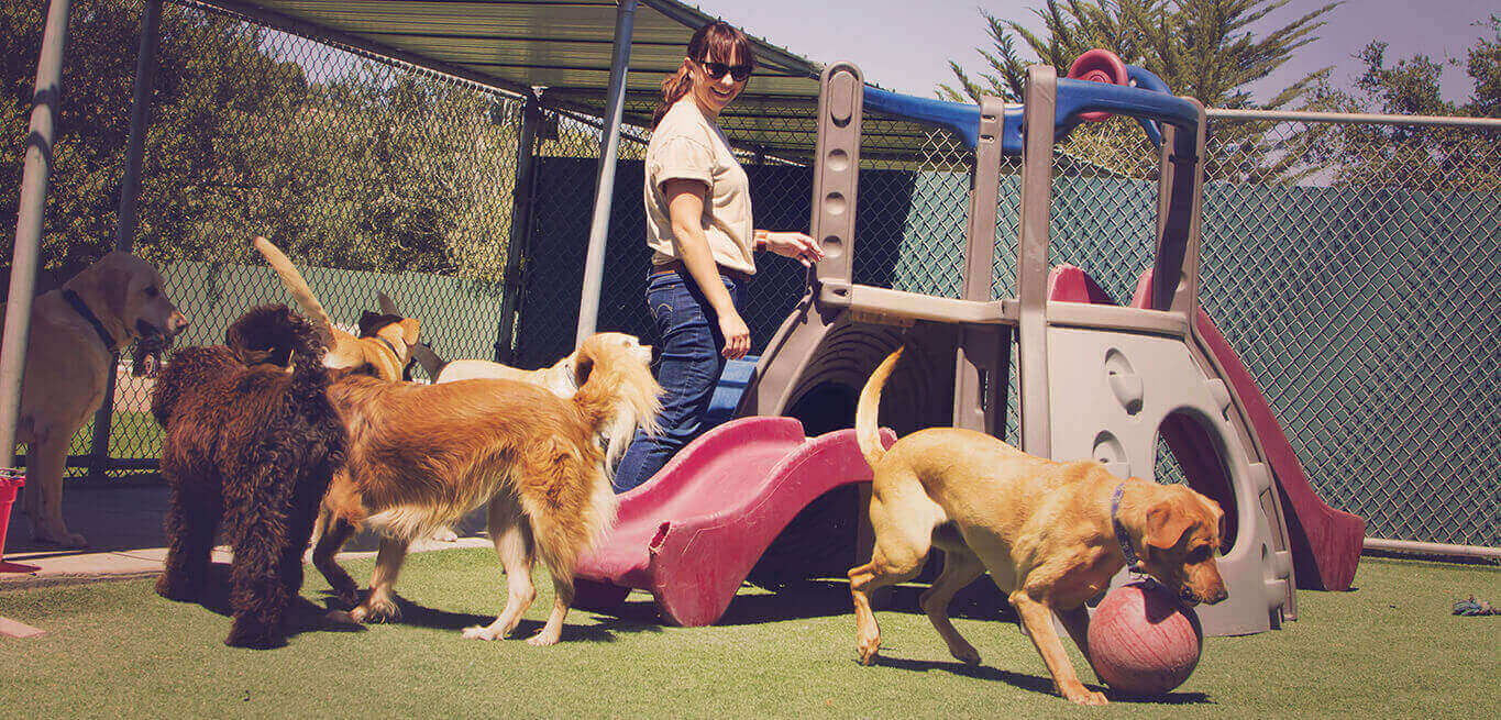 Pets Corner